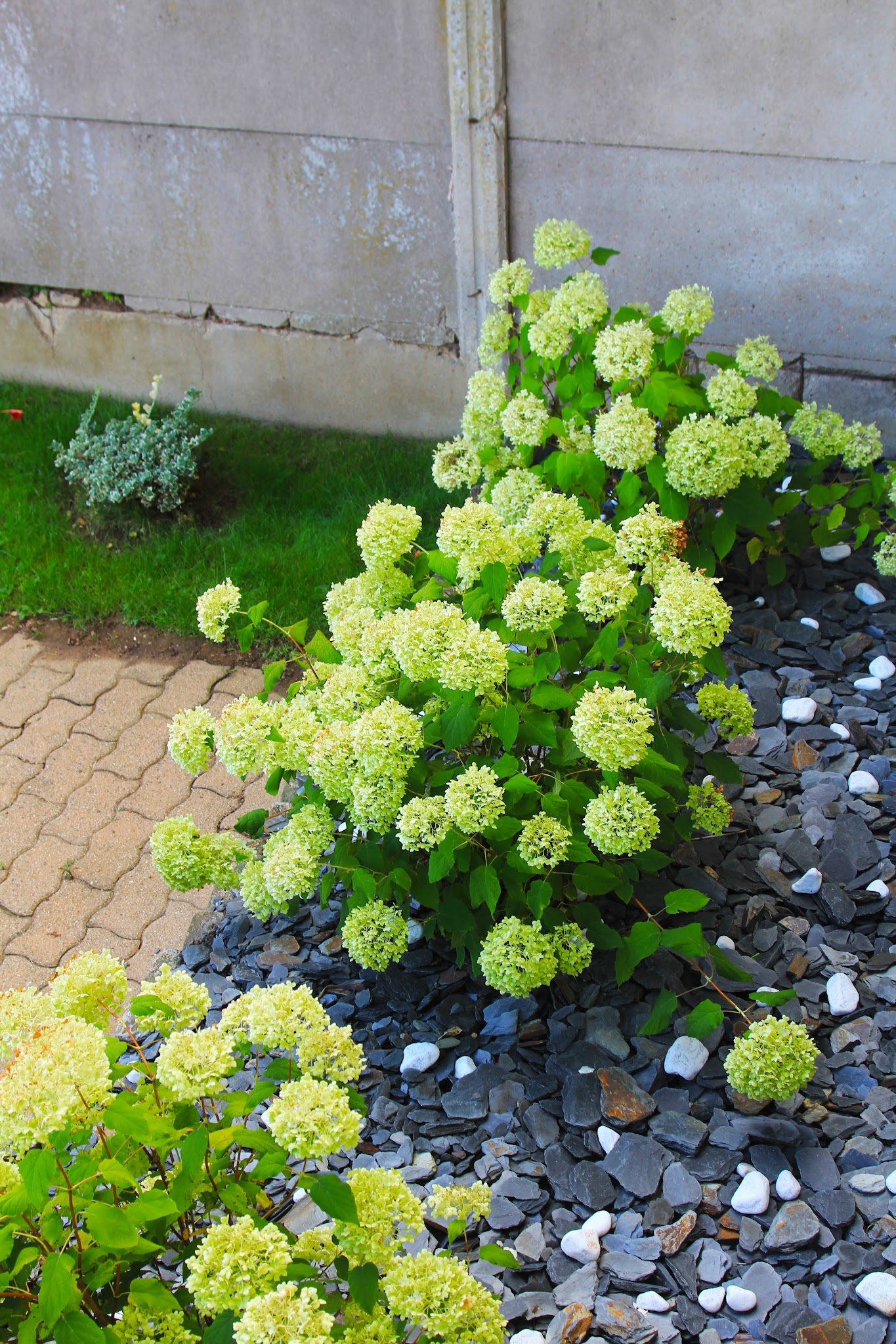 Hortensias dans un paillage d'ardoise